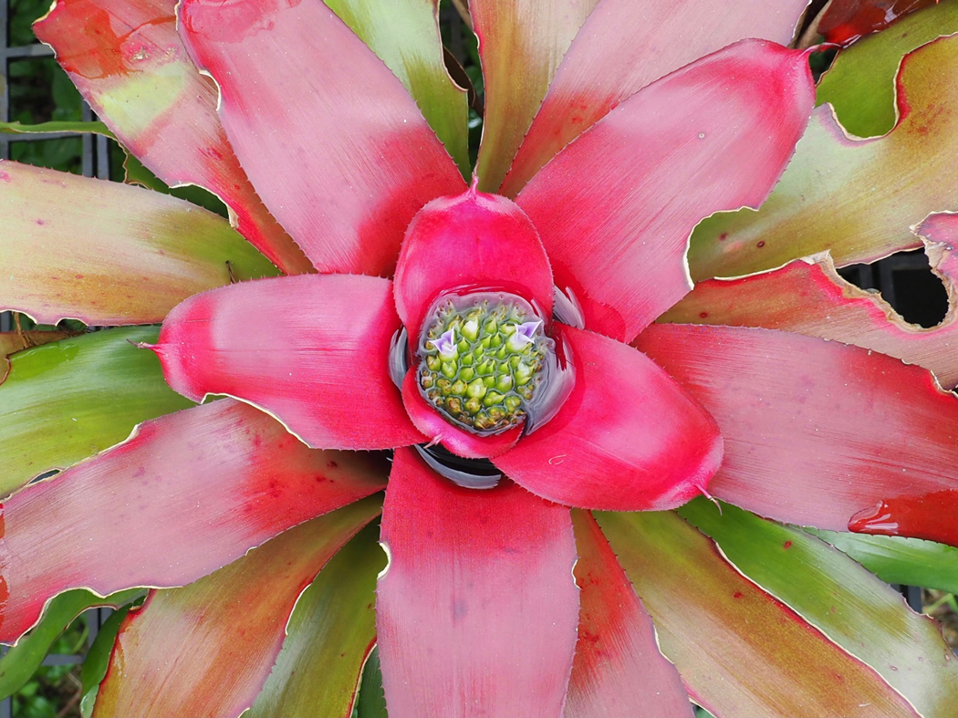 bromelia fleur rose