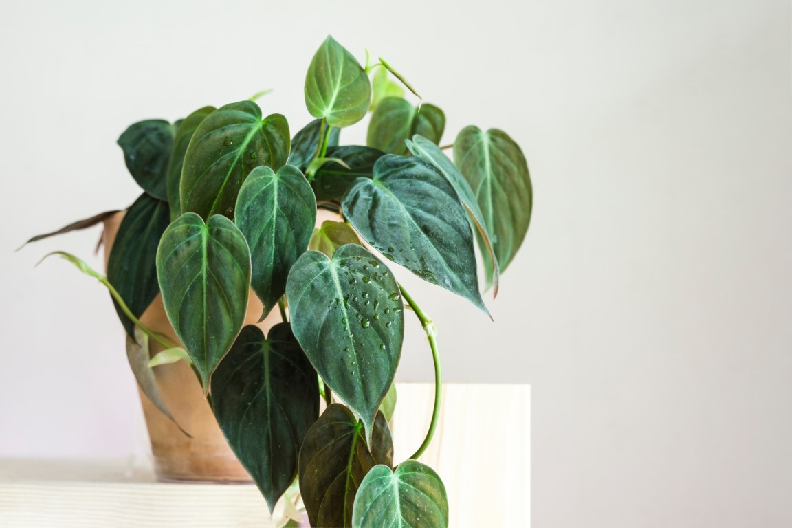 Philodendron