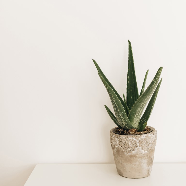 Aloe vera en pot