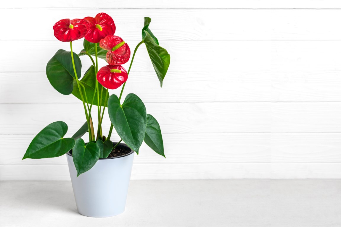 Anthurium