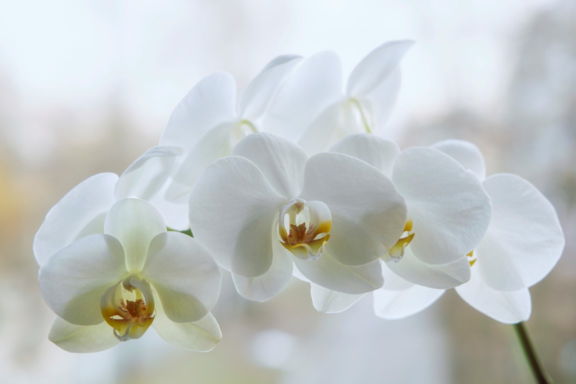 Fleurs d'orchidée blanche